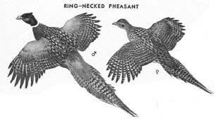 PDQ_Pheasants.tif