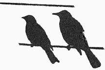 Catbird_Redwing.tif