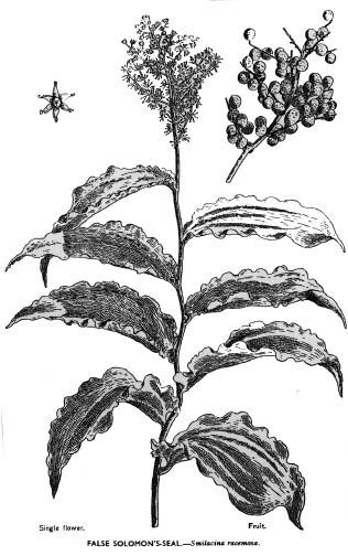 FalseSolomonSeal.tif