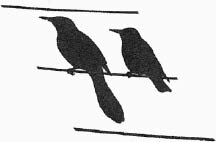 Grackle_Starling.tif