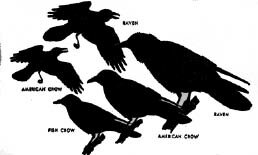PDQ_Crows.tif