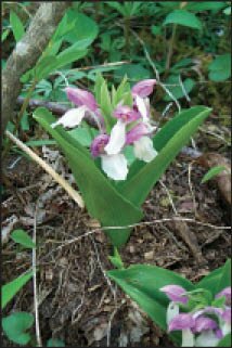 orchid.tif