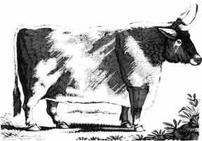 Longhorn Steer