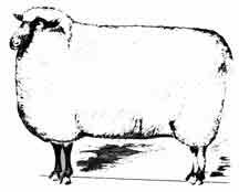 Sheep