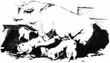 Sow and Piglets